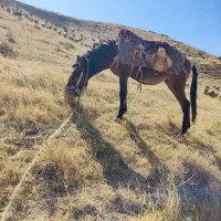 قاطر ماده درجه یک اصیل