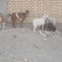 بز ۶عدد   دونر ۴ ماده|حیوانات مزرعه|شادگان, |دیوار