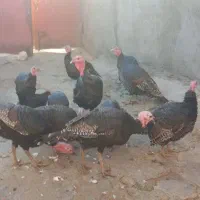 بوقلمون برنز ارگانیک