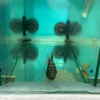 ماهی فلاور نر و ماده جفت|ماهی|تهران, فلاح|دیوار