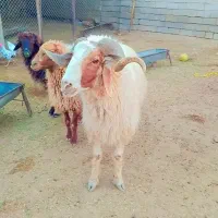 قوچ|حیوانات مزرعه|امیدیه, |دیوار