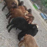 بره اوتداخ جهت نگهداری