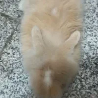 خرگوش مینیاتوری|موش و خرگوش|مشهد, کوی پلیس|دیوار