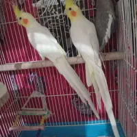 عروس هلندی|پرنده|شلمان, |دیوار