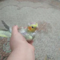 جوجه عروس هلندی ۴۰ روزه