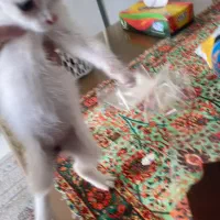 واگذاری بچه گربه با وسایلاش(هزینه دارد)