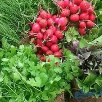 کارگر سبزی خردکنی