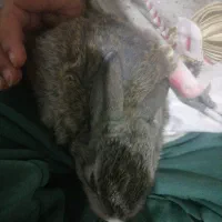بچه خرگوش