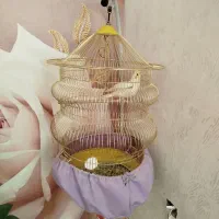 عروس هلندی وقفس