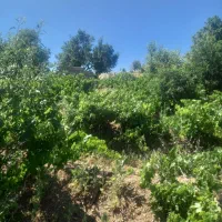 زمین کشاورزی|فروش دفتر صنعتی، کشاورزی، تجاری|بوئین و میاندشت, |دیوار