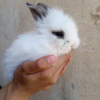 خرگوش لپ