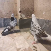 دو جوجه کبوتر تازه دو ماهه|پرنده|قم, پردیسان|دیوار