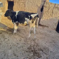 گوساله ماده