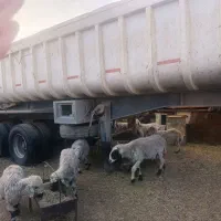 کمپرس دو محور تیوپلس