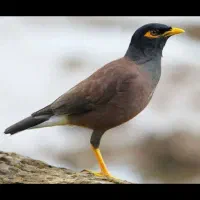 معاوضه مرغ مینا سخنگو