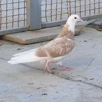 کبوتر کفتر
