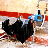 مرغ