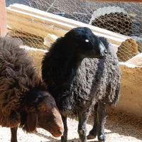 گوسفندچندقلوزا بره قوچ همو و بره ماده هترو و میش