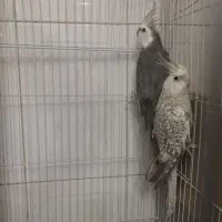 عروس هلندی|پرنده|برخوار, |دیوار