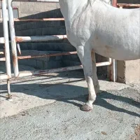 فروش اسب ماده کورد|اسب و تجهیزات اسبسواری|کامیاران, |دیوار
