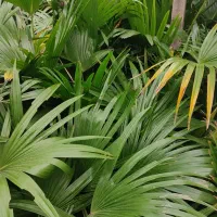 پالم فن چینی|گل و گیاه طبیعی|بندر انزلی, جزیره|دیوار