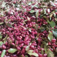 زرشک تازه فروش فوری