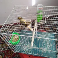 قناری نر یک‌سره میخونه