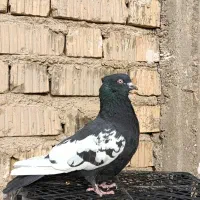 کبوتر سینه سیاه