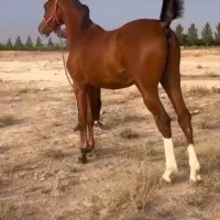 اسب،اسب دهشور،اسب کرد،اسب عرب