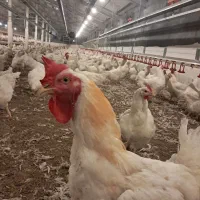 جذب نیرو آقا در مرغ مادر