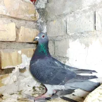 کفتر پلاکی درجه یک|پرنده|یزد, |دیوار