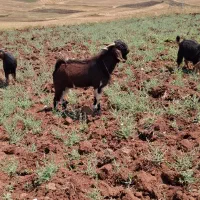 بز نر پاکستان اصل