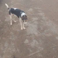 سگ ژرمن|سگ|فسا, |دیوار