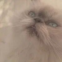 گربه پرشین اصلی|گربه|سبزوار, شرق کال شمالی|دیوار