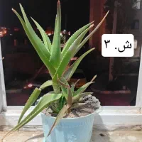 گل و گیاه شاداب|گل و گیاه طبیعی|ابهر, |دیوار