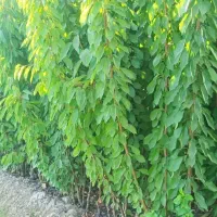 نهال گیلاس خوشه ای و تکدانه