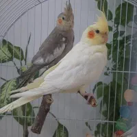 نر سخنگو و (آهویی ماده)