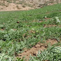 هندوانه محلی روستای زیوه قوره