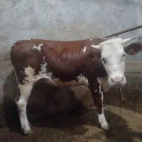 گوساله چاق