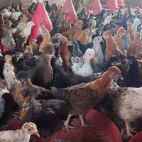 جوجه مرغ گلپایگان،کاکلی|حیوانات مزرعه|تربت جام, بهشت محمدیه|دیوار