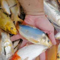 ماهی کوی در انواع رنگ و نژاد(حتی تکی)|ماهی|رشت, جانبازان|دیوار