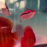 دیسکس گرید بالا|ماهی|مشهد, عبادی|دیوار