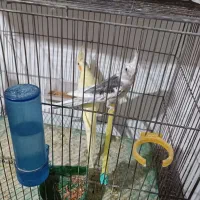 چند جفت عروس هلندی به فروش میرسد|پرنده|آذرشهر, |دیوار