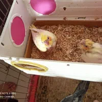 یه جفت عروس هلندی با جوجه|پرنده|شیراز, ابیوردی|دیوار