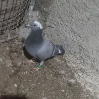 کبوتر گرفتنی