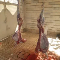 ذبح احشام بزرگ گوچک|خدمات پذیرایی، مراسم|زنجان, |دیوار