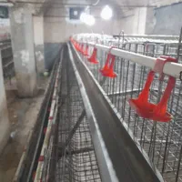 خرید فروش قفس. مرغ تخمگزار نو و دست دو