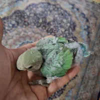 جوجه سرلاکی طوطی برزیلی|پرنده|تهران, تهرانپارس جنوبی|دیوار