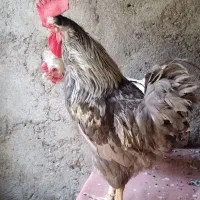 خروس جوان