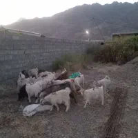 تعداد گوسفند فروشی